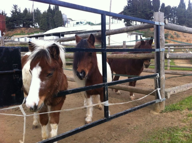  pony corral 